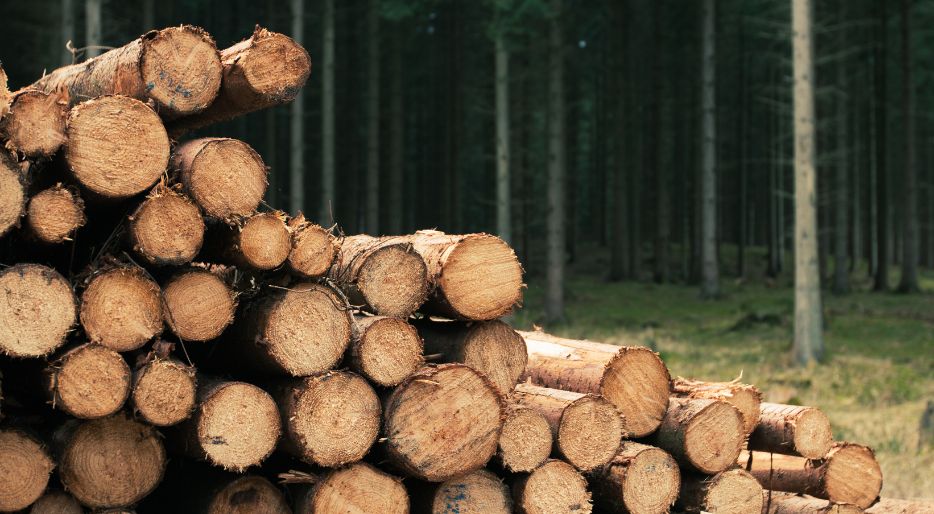 Firewood, a renewable energy source