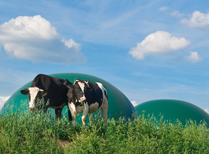 Biogas or methane