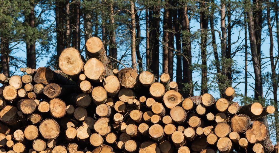 Firewood is a fuel derived from plant compounds.