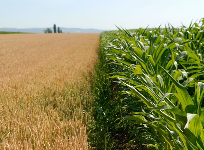 Landbouwafval voor de productie van bio-ethanol
