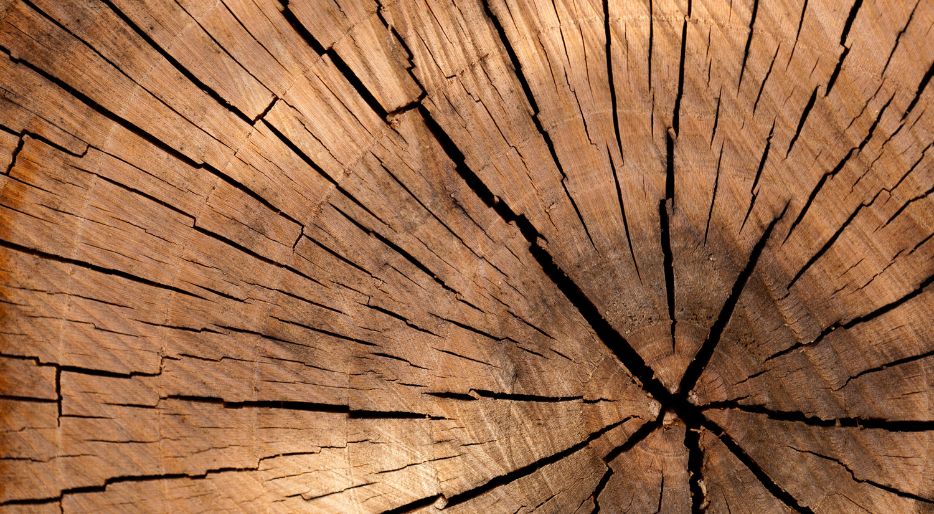 ¿Cuál es la madera más dura?