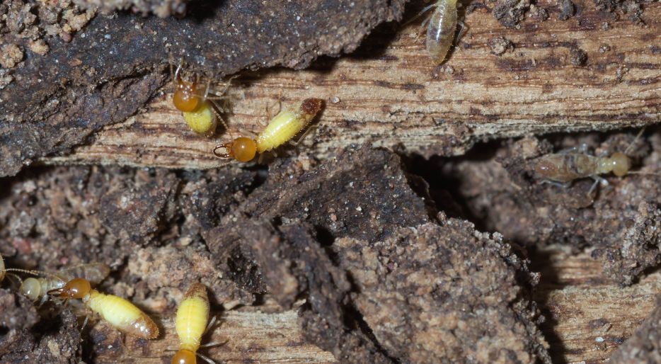 Wie sehen Holztermiten aus?
