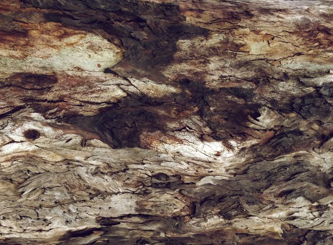 Mould-damaged wood 